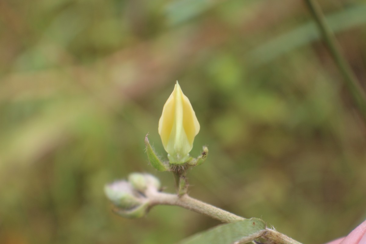 Crotalaria calycina Schrank